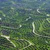Palmöl-Plantagen in Indonesien. Mit einem Exportstopp für Palmöl will Indonesien als weltgrößter Produzent des begehrten pflanzlichen Rohstoffes Knappheit und steigende Preise im eigenen Land bekämpfen. 