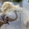 Können im Augsburger Zoo bald keine Elefanten mehr gehalten werden?