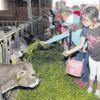 Bei der bayerischen Auftaktveranstaltung auf dem Hof der Familie Gall in Finning lernten die Kinder, was eine Kuh frisst und wie viel Milch sie am Tag gibt. 