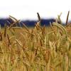 Die extremen Wetterbedingungen machen Bio-Landwirten im Wittelsbacher Land in diesem Jahr zu schaffen. 