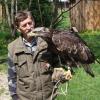 Falkner Martin Menter zeigt einen majestätischen Adler. 