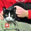 Für Katzen wie den scheuen Kater Tibor baut der Tierschutzverein eine neue Unterkunft. Das Katzenhaus kostet rund 1,4 Millionen Euro und soll voraussichtlich im Herbst bezugsfertig sein. 