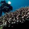 Klimawandel rottet Korallenriffe in der Karibik aus