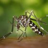 Die asiatische Tigermücke ist immer öfter auch in Europa zu finden. Sie kann tropische Krankheiten wie das Dengue-Fieber oder das Chikungunya-Fieber übertragen.