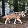 Der Wolf (auf dem Bild einer in einem Tierpark) ist in Österreich genauso angekommen wie in Bayern. Dort wie hier sorgen die in freier Wildbahn lebenden Beutegreifer für Ängste und Zorn.