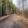 Bei der Wanderung des Heimatvereins Krumbach geht es auf guten Forstwegen durch den Frauenwald zur Quelle des Krumbächles.
