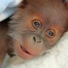 Nachwuchs: Ein neugeborenes Orang-Utan-Baby blickt im Berliner Zoo in die Kamera des Fotografen.