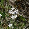 
Eigentlich ist das Kriechende Gipskraut eine botanische Rarität. Verbreitet ist es in den Alpen und den Lechheiden. Jedoch kommt sie auch mitten im Stadtgebiet von Augsburg vor. 
