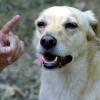 Steckt in einem Mischlingshund ein bisschen Kampfhund? Auch diese Frage stellt sich für Hundehalter in Mindelheim, nachdem die Stadt die Hundesteuer für sogenannte Listenhunde enorm erhöht hat. 