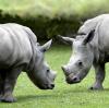 Als Nashornkinder haben die Halbgeschwister Kibo (links) und Keeva zusammen auf dem Afrikapanorama gerangelt. Bald verlassen sie den Zoo. 