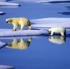 Das prominenteste Opfer der Erderwärmung ist der Eisbär. Doch immer noch wollen viele Menschen auf der Welt den Klimawandel nicht wahrhaben.