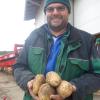 Groß und oval: So sollen die Kartoffeln von Landwirt Marcus Fischer ausschauen, damit sie später zu Pommes verarbeitet werden können. 