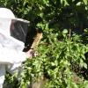 Der Bobinger Imker Alfred Dreßler auf der Jagd nach einem Bienenvolk. Mit stoischer Ruhe bewegt sich der Bienenfreund mitten im Schwarm.