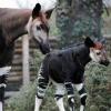 Powernapping vom Feinsten: Okapis, Waldgiraffen aus Afrika, schlafen nur fünf Minuten am Tag. Sie fallen mehrmals in Tiefschlafphasen, die dann etwa 30 Sekunden dauern.