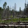 Mit möglichst viel Wald könnte die Klimakrise bewältigt werden. Das behaupten zumindest Forscher aus der Schweiz. Doch in Teilen Bayerns sind Bäume gefährdet.