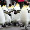 Männliche Pinguine gehen zwar untereinander Partnerschaften ein; aber wenn ein Weibchen kommt, ist es mit der Liebe schnell wieder vorbei. Bild: dpa 