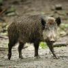 Wildschweine sorgen für eine Ausbreitung der Afrikanischen Schweinepest. Die Staatsregierung will, dass in Bayern künftig mehr davon geschossen werden.