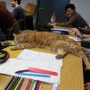 Manche Seminare findet Campus Cat offenbar zum Einschlafen.