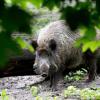 Ein Wildschwein auf der B25 hat einen Unfall ausgelöst, an dem vier Autos beteiligt waren.