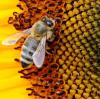 Die Zahl der Bienen geht ebenfalls zurück. 