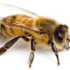 Gesundes Bienenprodukt Pollen und Propolis