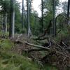 Ein dritter bayerischer Nationalpark soll im Steigerwald entstehen. Auf rund 50 Hektar ist ein Hauch davon schon heute im Naturwaldreservat "Brunnstube" nördlich von Ebrach zu spüren.