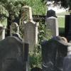 Im Umweltausschuss forderten Stadträte quer durch die Parteien umfangreiche Prüfungen, bevor im jüdischen Friedhof an der Hooverstraße mit Baumfällungen Fakten geschaffen werden.