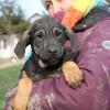 Der Kissinger Tierschutzverein sucht für 90 Hunde ein Zuhause, wie für diesen Welpen aus einer betroffenen bosnischen Pension. 