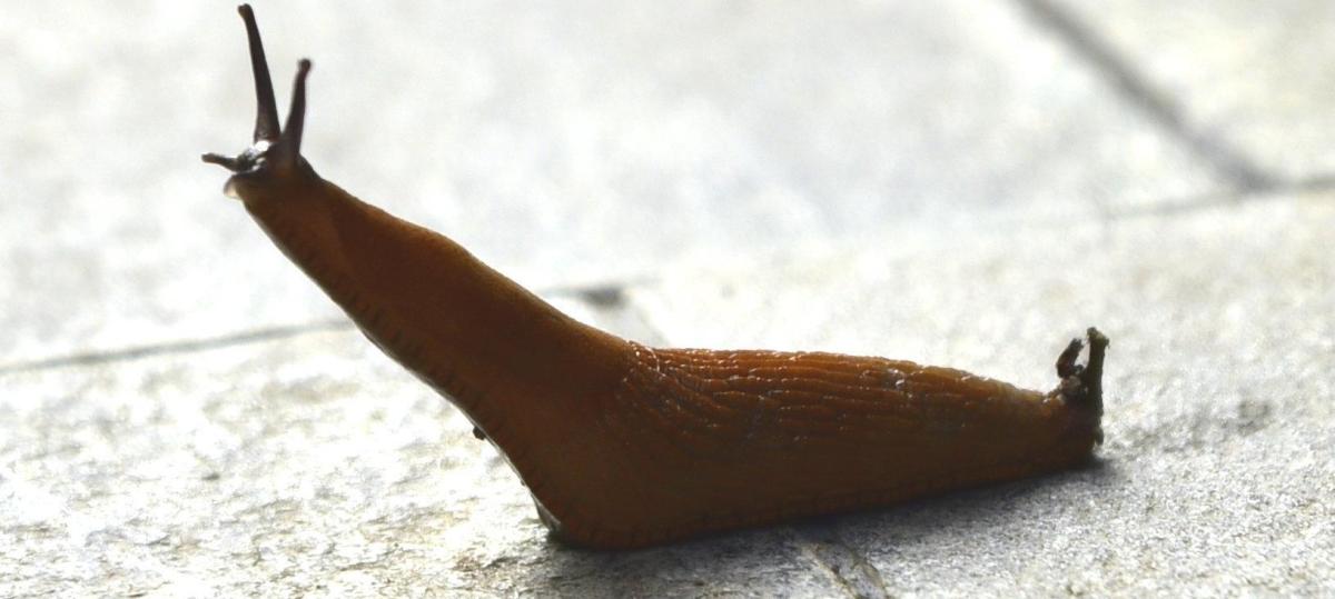 Vom Huhn auf der A8 bis zur Nachtschnecke: Die verrücktesten Tiergeschichten Bayerns