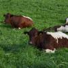 Jede Kuh trägt ihren Ausweis quasi im Ohr. Das in Tussenhausen aufgetauchte Rind der seltenen Rasse Pinzgauer hat noch nie eine Ohrenmarke getragen. Rückschlüsse auf den Halter sind so nicht möglich. 