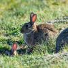 Die Kaninchenpopulation im Ingolstädter Klenzepark hat überhandgenommen. Die Stadt will den Nagern nun Herr werden. Die Verantwortlichen setzen nach einem Sturm der Empörung auf sanfte Methoden, um die Kaninchen zu vertreiben. 	
