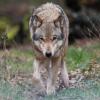 Zum Schutz von Nutztieren sollen Wölfe in Bayern weiter abgeschossen werden.