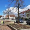 Noch ist es eher feucht und kühl, aber in heißen Sommern tun sich die Linden in den Beeten an der Friedberger Ludwigstraße schwer.