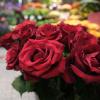 Besonders rote Rosen sind am Valentinstag beliebt.