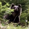 Offenbar ist sechs Jahre nach dem Abschuss von Bruno (auf dem Foto) wieder ein Bär in Richtung Bayern unterwegs: Zuletzt wurde der Bär zwischen Graubünden und Tirol gesehen.