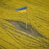 Die ukrainische Nationalfahne, inmitten eines blühenden Feldes. Lisa Weeda will mit ihrem Roman "Aleksandra" den Schmerz dieses Landes spürbar machen.