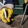 Unter anderem für die Spargelernte fehlen den Landwirten noch viele Erntehelfer. Ausländische Arbeiter dürfen zur Zeit nicht ins Land.