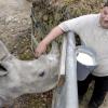 Anton Weber gibt Kibo zur Feier des Tages eine Extraportion Milch. Die sieben Liter waren schnell weg. 