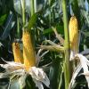 Der Mais wird in den kommenden Wochen eingeholt. Die Felder sehen laut Kreisobmann Andreas Wöhrle gut entwickelt aus. 	