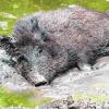 Kleine Abkühlung: Weil ihnen Schweißdrüsen fehlen, suhlen sich Schweine im Schlamm. 