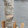 Unbekannte haben den Maibaum in der Gundelfinger Innenstadt angesägt. Er musste gekürzt und neu aufgestellt werden. 