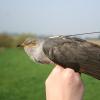 Der Kuckuck ist ein prachtvoller Vogel. Doch er bekommt die Auswirkungen der Klimaerwärmung zu spüren. 