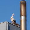 Was guckst du? Der Storch auf dem Dach der Schreinerei Dreer in Raisting blickt skeptisch auf die Fotografin. 