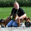 Jessica Scheller mit ihren beiden Hunden Susi und Lotta. Die beiden Tiere sind gelähmt. Durch ihre Rollis können die ehemaligen Straßenhunde nun wieder über die Wiese flitzen. Das hat Jessica Scheller zum Geschäftsmodell gemacht. Sie betreibt einen Online-Handel für Hunde-Rollstühle.  	