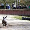 Nashornbaby Kibo im Zoo Augsburg bei seinem ersten Ausflug.