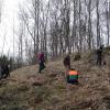 Fleißige Helfer, auf genügend Abstand achtend, pflanzen junge Bäume im Pfarrwald St. Vitus in Glött. 