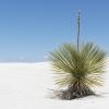 Eine Wanderung im US-Naturschutzgebiet "White Sands National Monument" wurde für ein Ehepaar zum tödlichen Verhängnis.