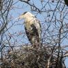 In der Nähe des Augsburger Zoos hat sich eine Graureiher-Kolonie angesiedelt.