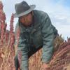 Julian Canavari erntet rote Quinoa. Wegen des Preisverfalls überlegt er, vom Land in die Stadt zu migrieren. 