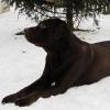 Labrador Toni. Bild: Modlinger
